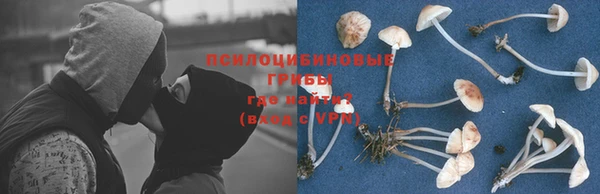 гидра Михайловка